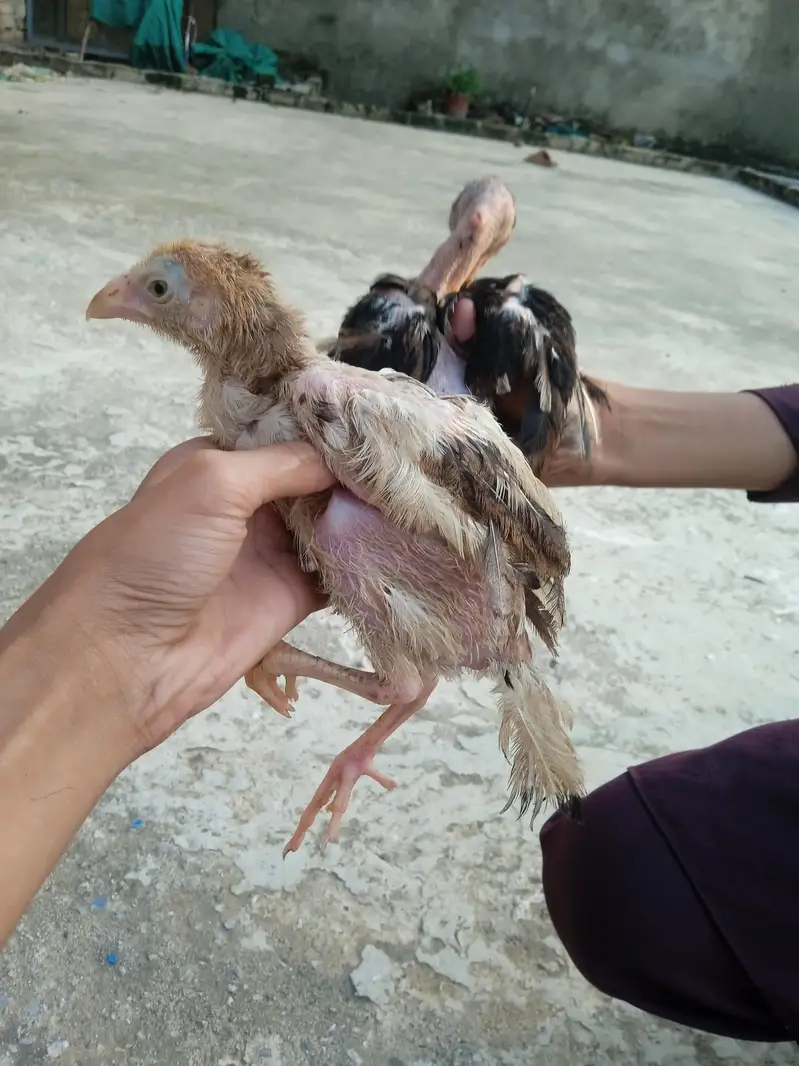exchange possible with good mobile. aseell jawa or chini hen jora ha — photo 12