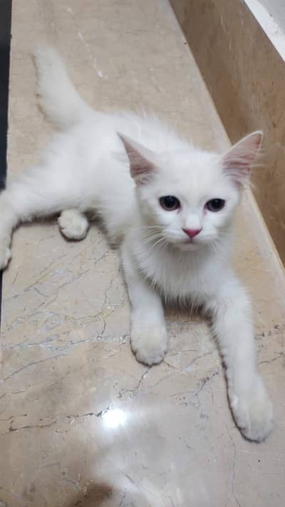 Persian Cat Female 3 month age