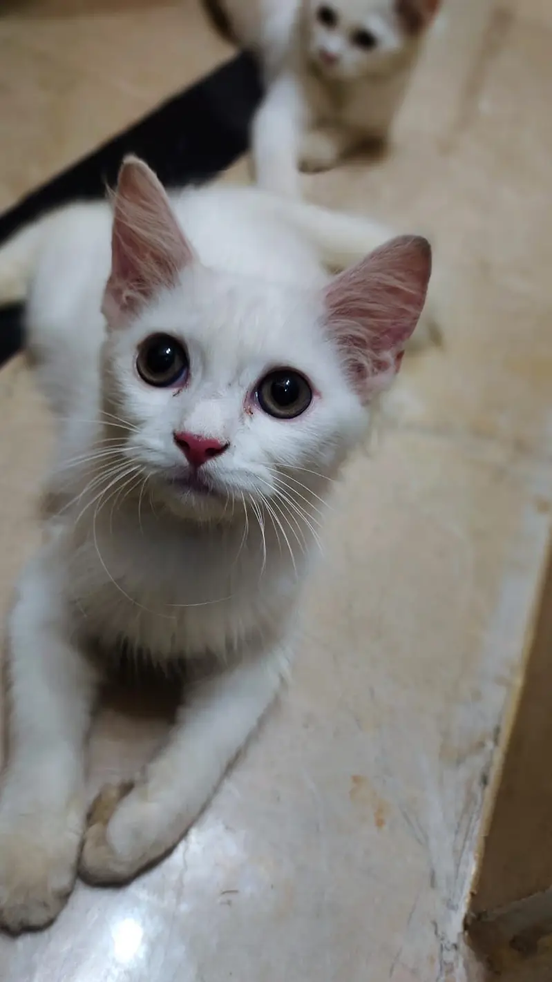 Persian Cat Female 3 month age — photo 3