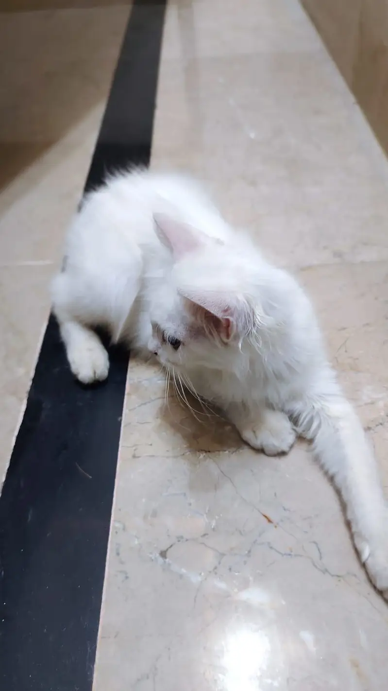 Persian Cat Female 3 month age — photo 5