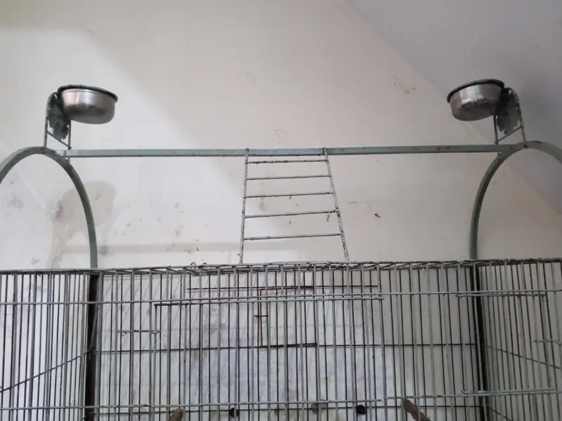 parrot cage for sell — photo 3