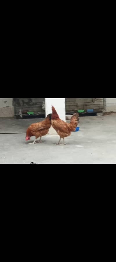Misri Egg laying | buff