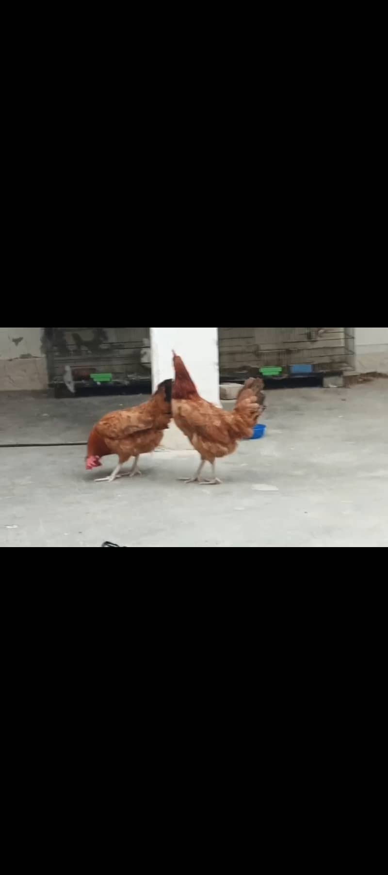 Misri Egg laying | buff 0