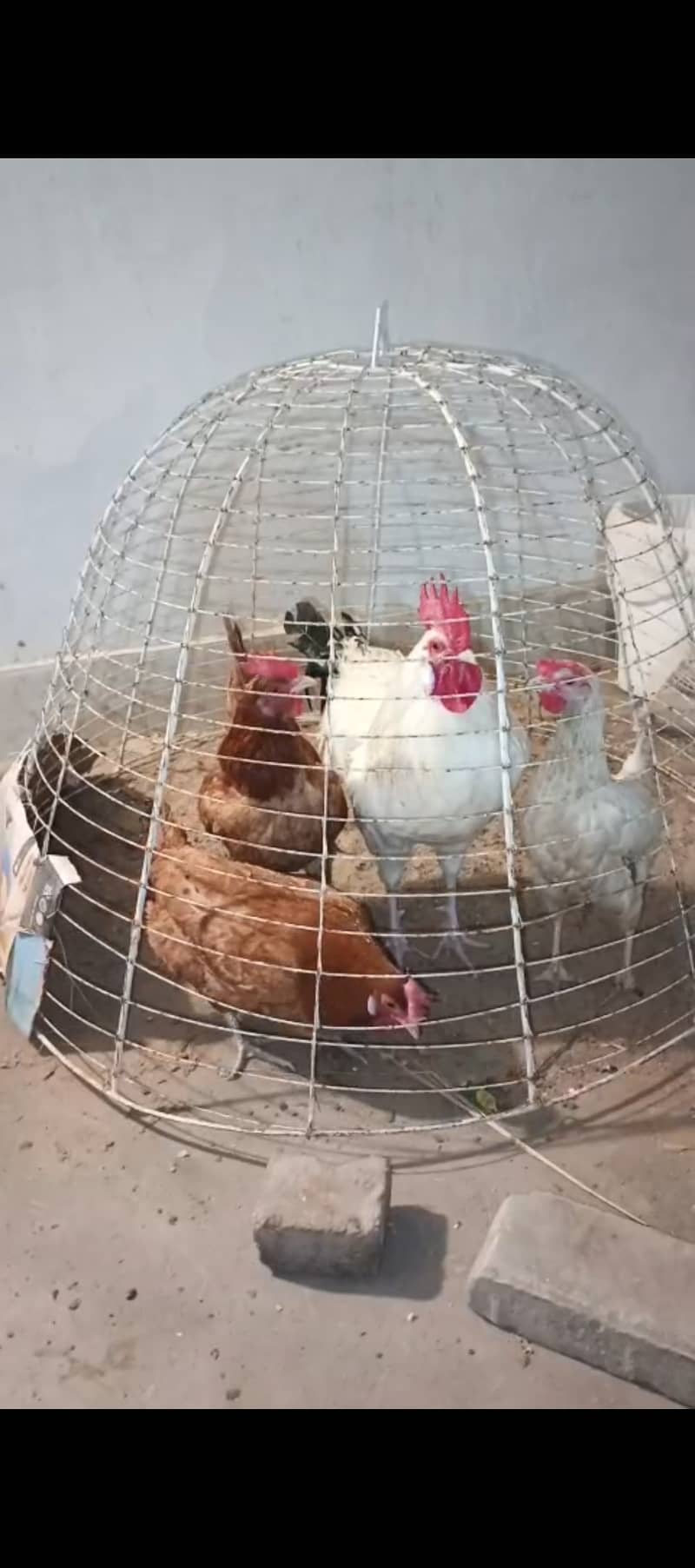 Misri Egg laying | buff 2