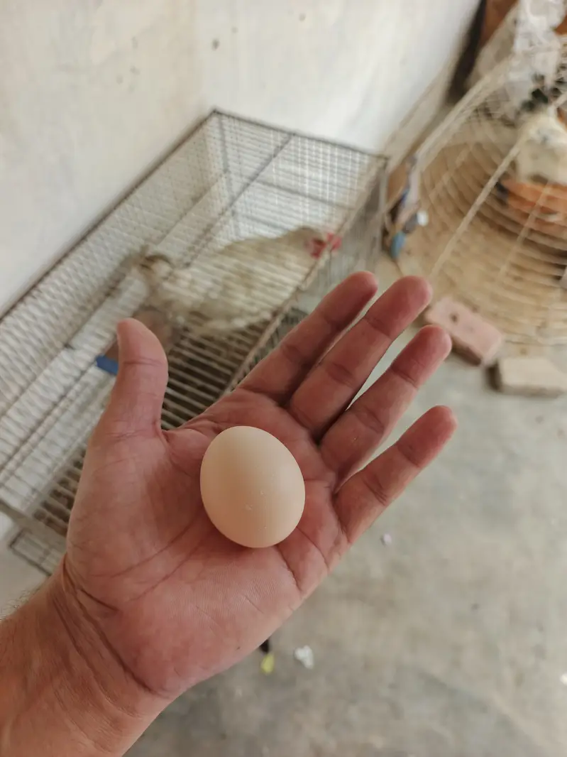 Misri Egg laying | buff — photo 6
