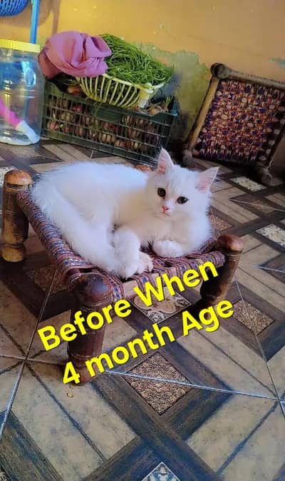 White Persian Triple coated with Long Hair Male