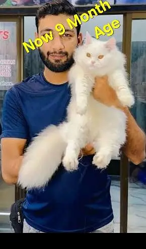 White Persian Triple coated with Long Hair Male — photo 2