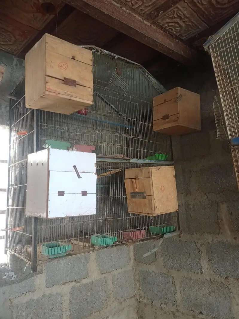 breeding cages — photo 5