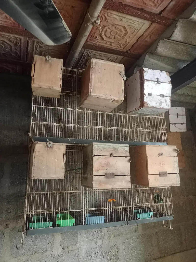 breeding cages — photo 6