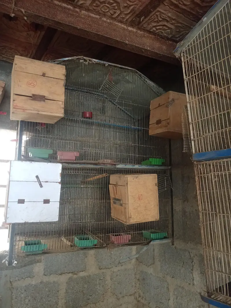 breeding cages — photo 7