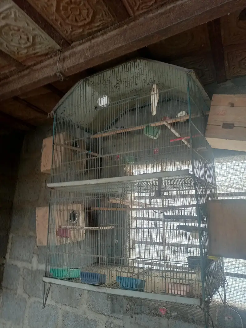 breeding cages — photo 8