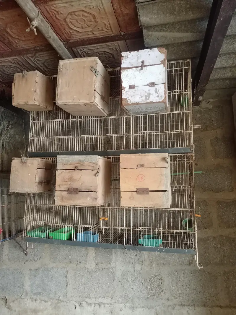 breeding cages — photo 9