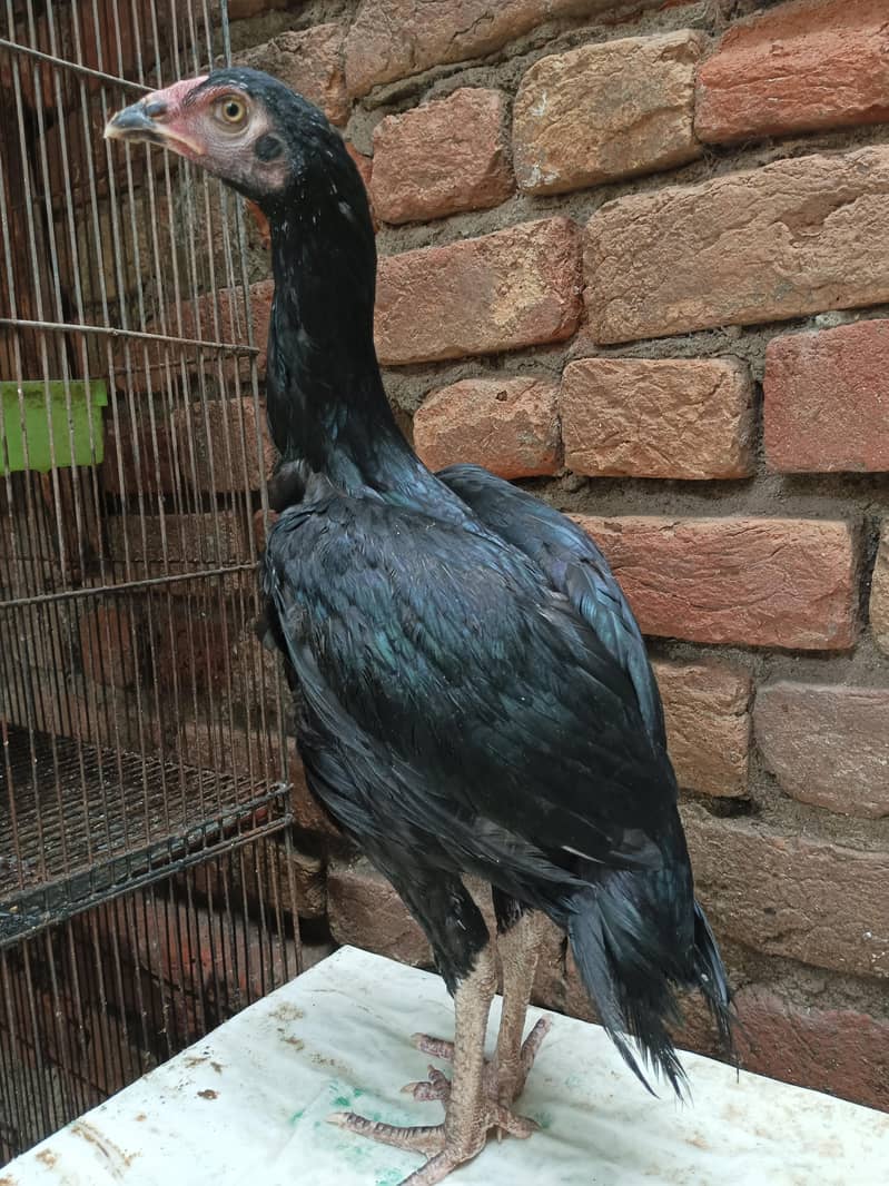lasani breed 0