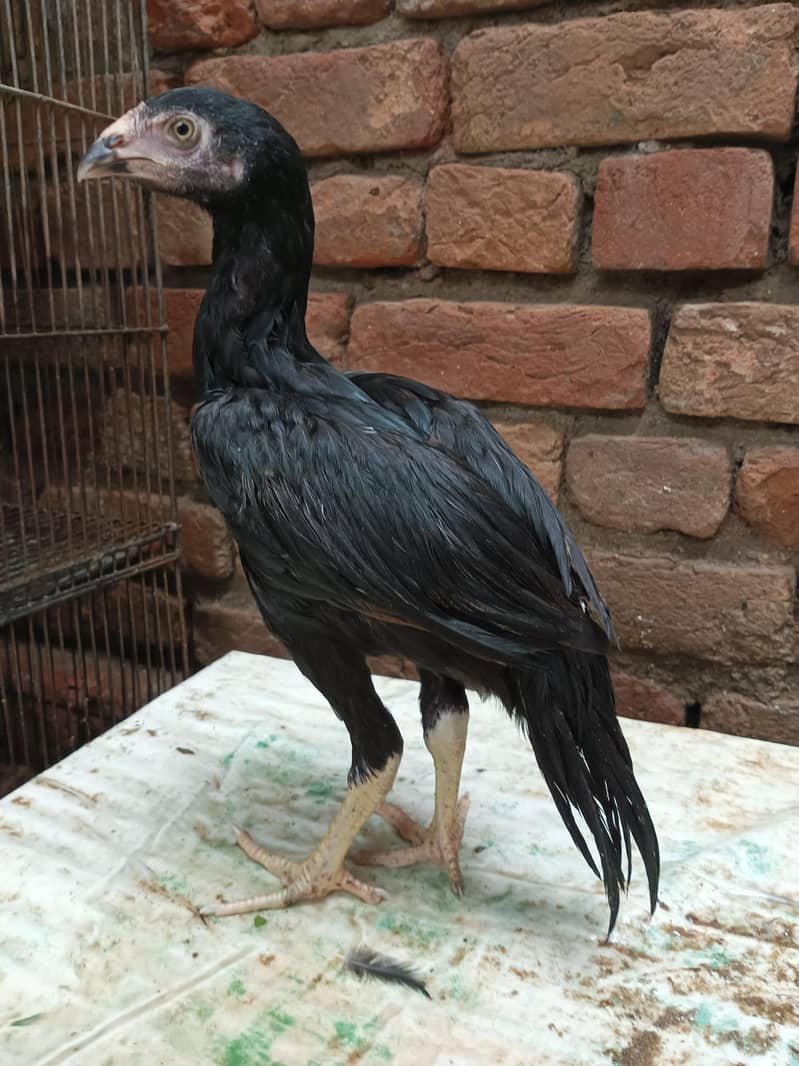 lasani breed 1