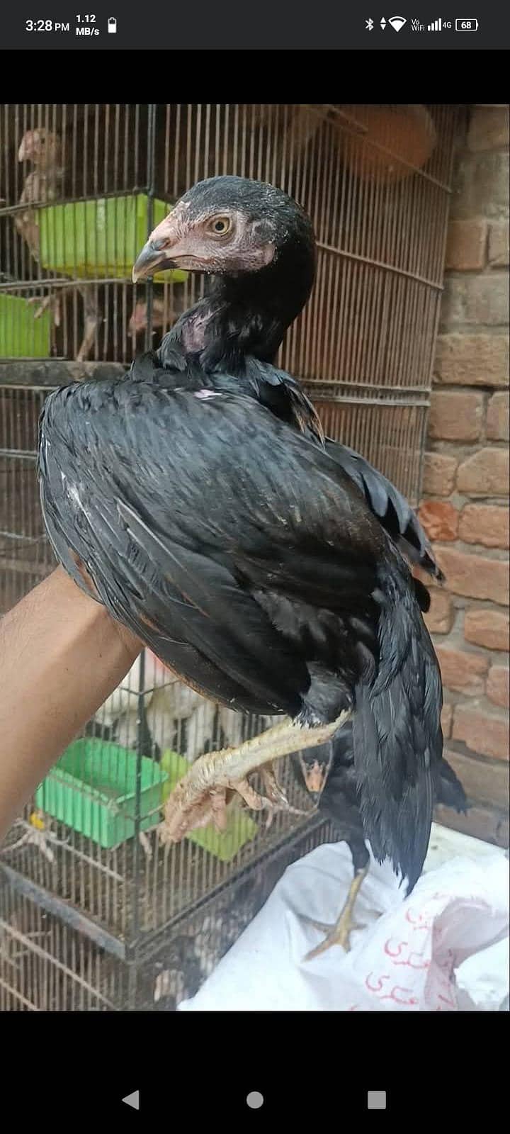lasani breed 2