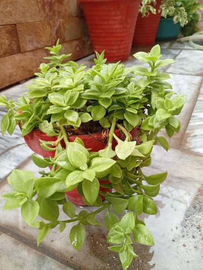 12 pots for sale in 2600