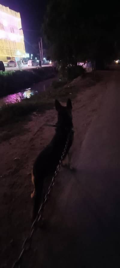 German shepherd single coat army dog