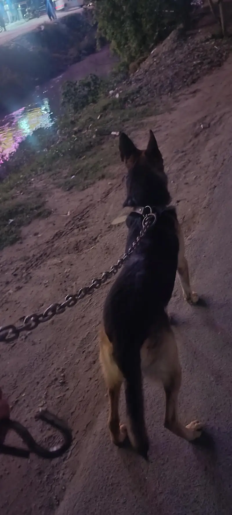 German shepherd single coat army dog — photo 2