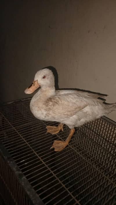 2 male duck and 1 female and 1 bateer free