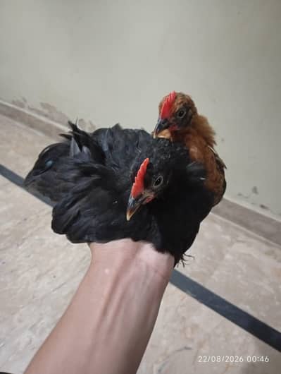 black  bantum
