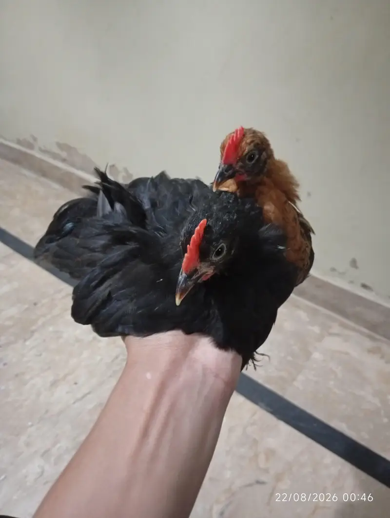 black  bantum