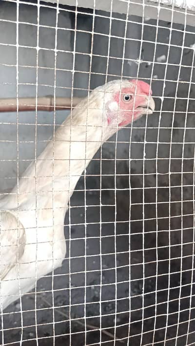 Indian parrot beak aseel