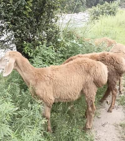turky sheep