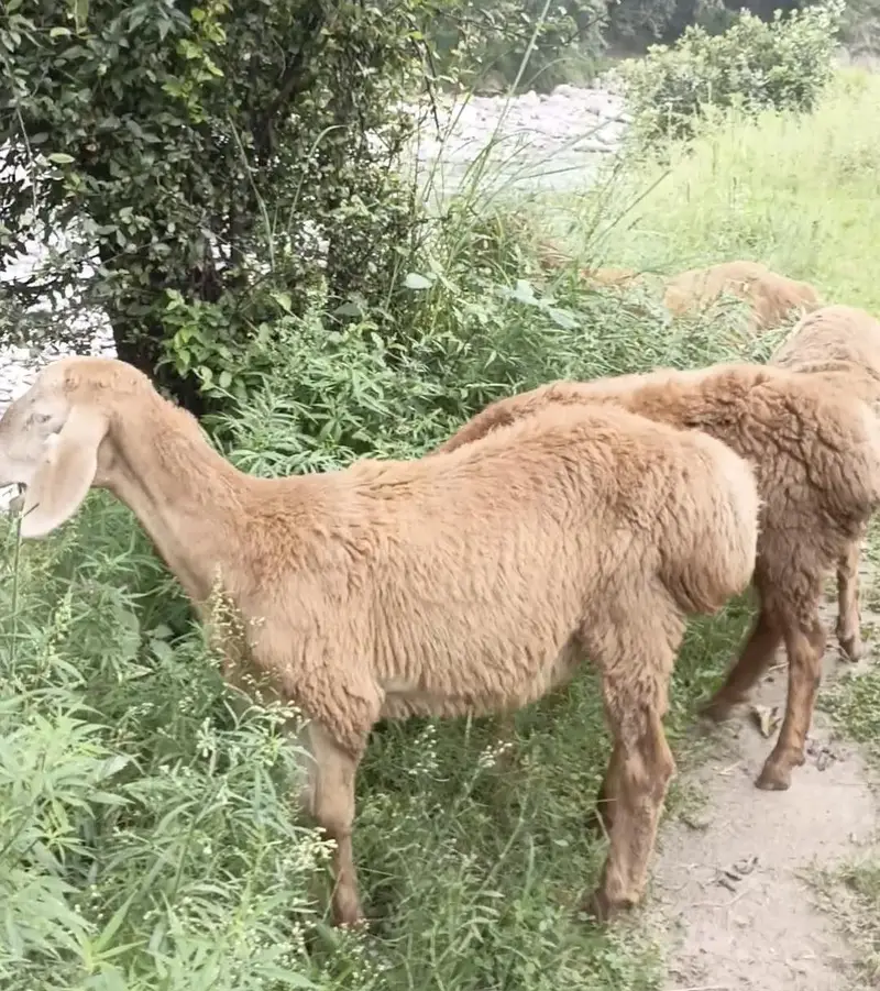 Chaki Waly dombon k bachy Afghani Nasal k domby Turky Domby — photo 2