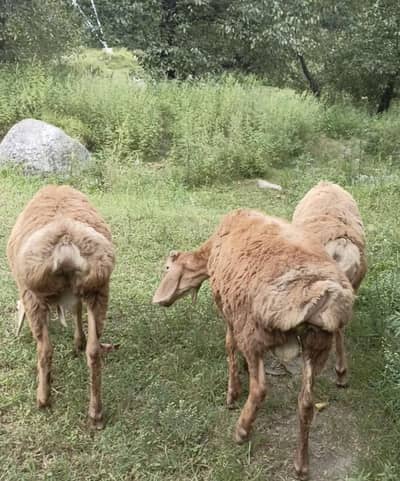 Chaki Waly dombon k bachy Afghani Nasal k domby Turky Domby