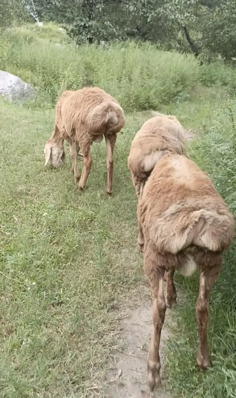 Chaki Waly dombon k bachy Afghani Nasal k domby Turky Domby — photo 3