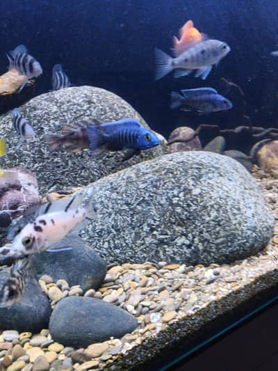 cichlets  fish