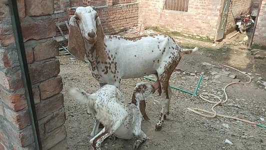 ghr ki pali bakri   ha crossed ho chuki ha03237612621