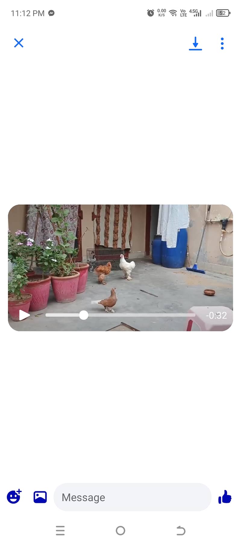 Misri Egg laying | buff 6