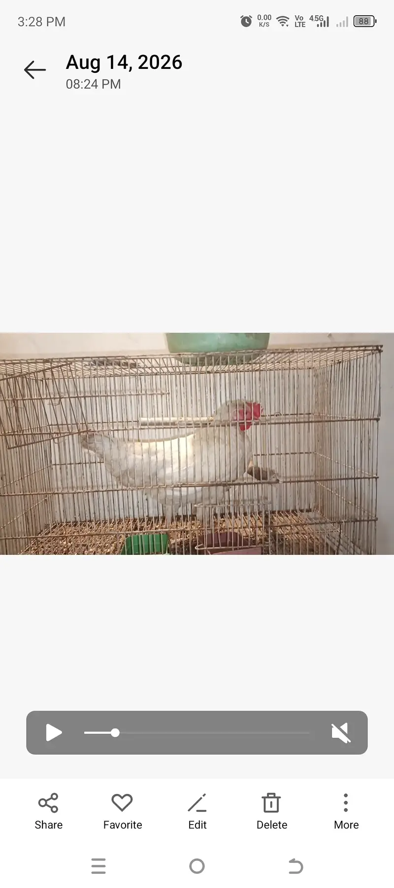 Misri Egg laying | buff — photo 8