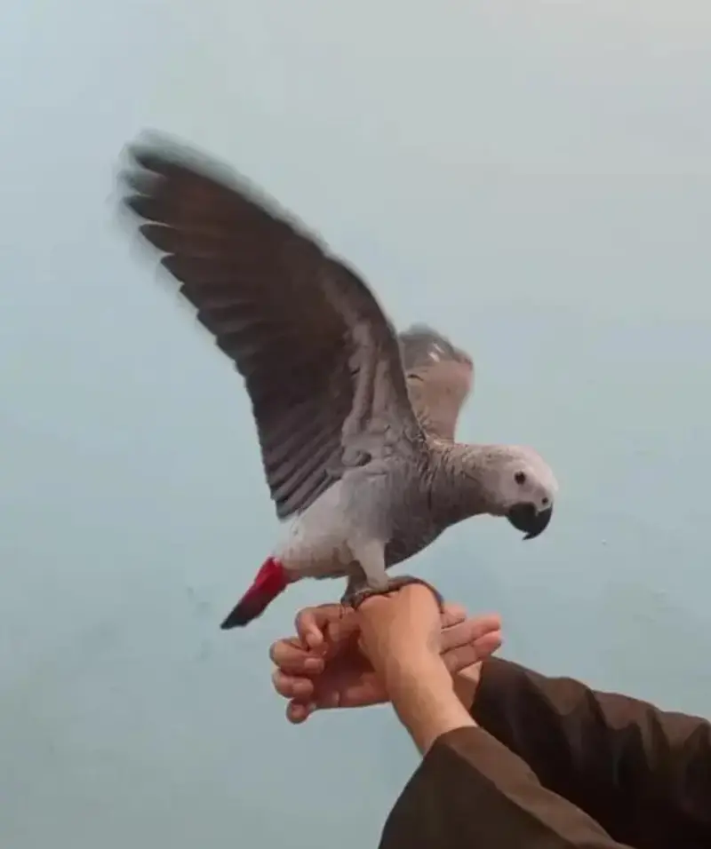African grey parrot for sale 8 month age Whatsapp no 03268751284 — photo 2