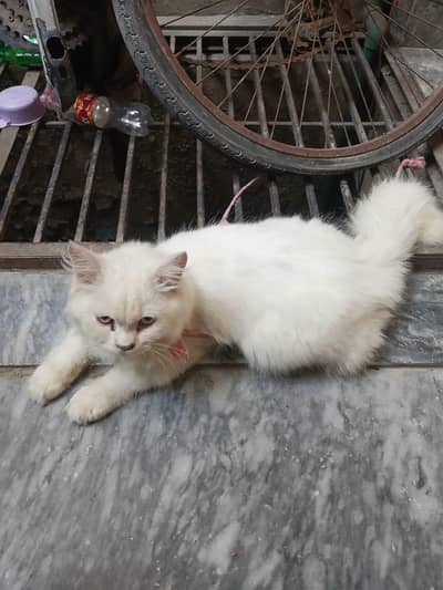 persian Cat eys blue/broun