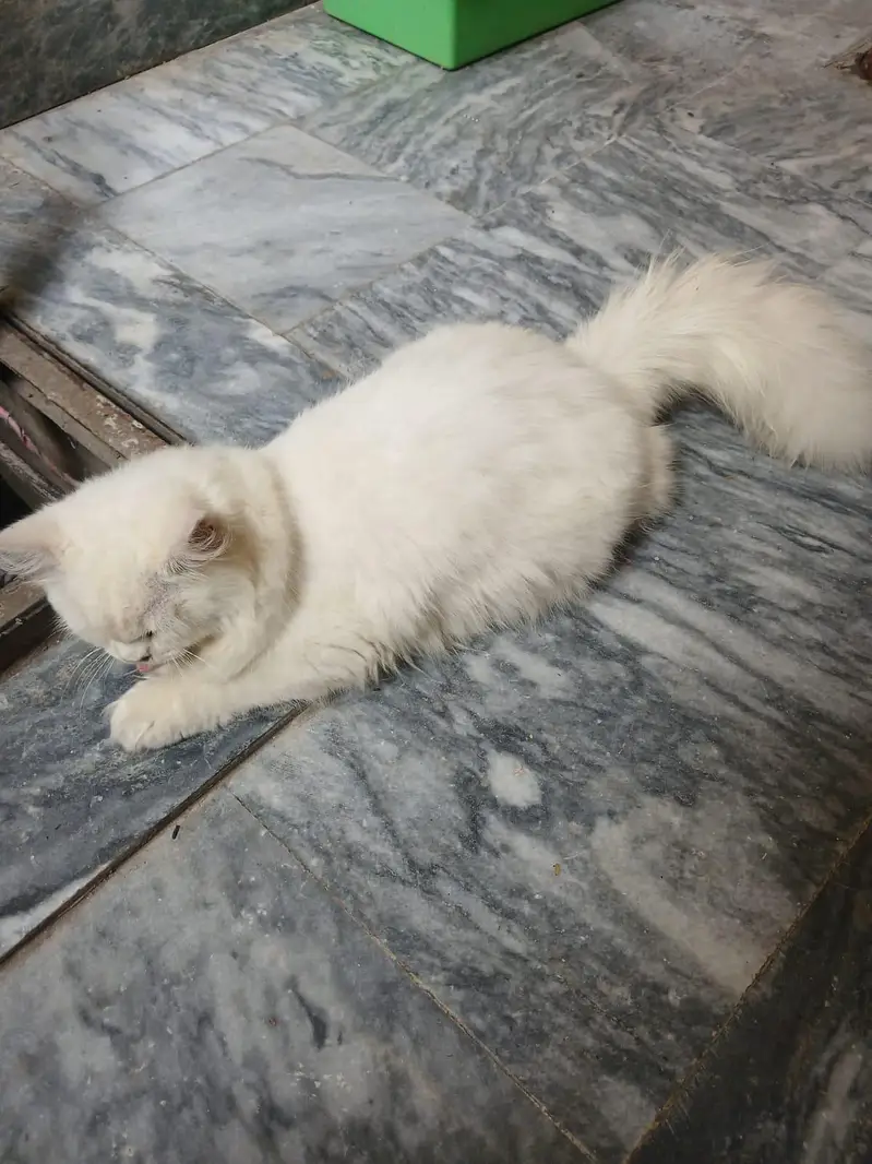 persian Cat eys blue/broun — photo 2
