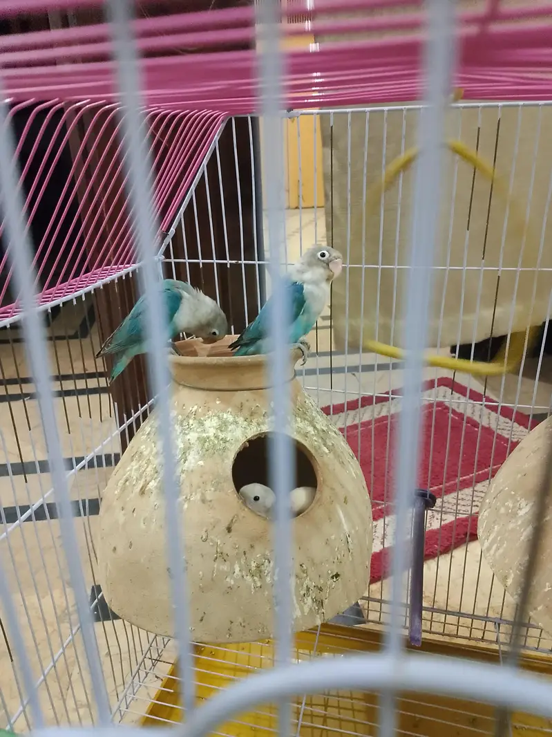 birds for sale — photo 2