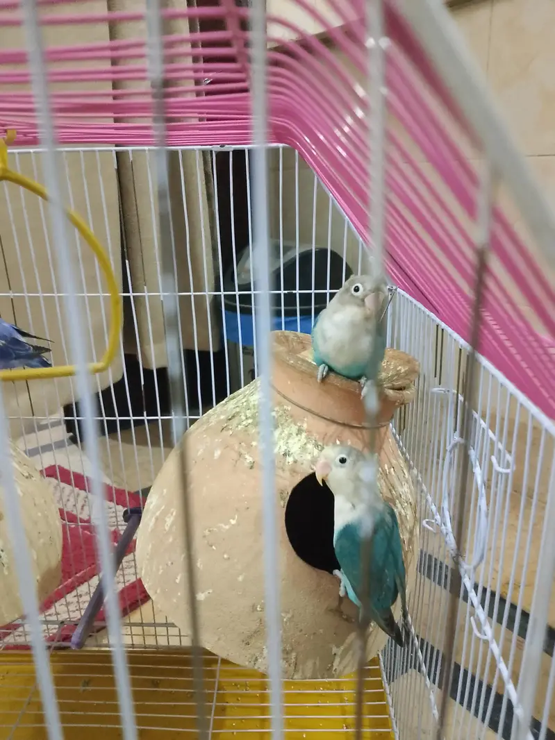 birds for sale — photo 3