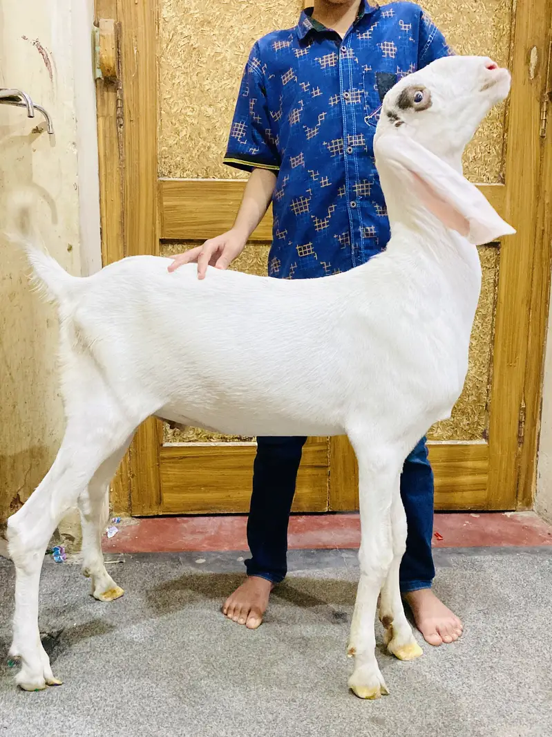 Rajanpuri/ Beautiful White Pink bakra Kanj -Cell 0317-0144403 — photo 2