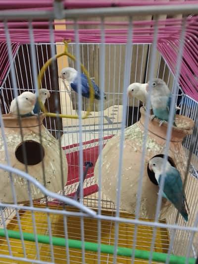 birds for sale