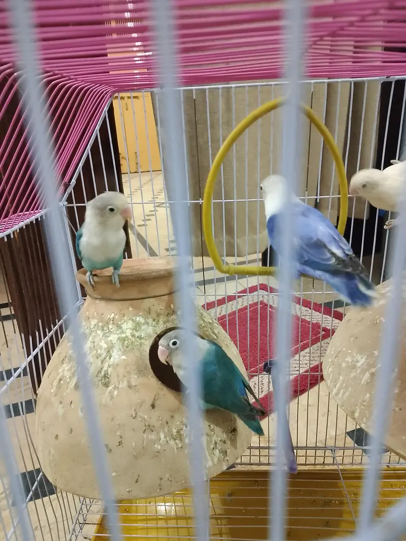 birds for sale — photo 4