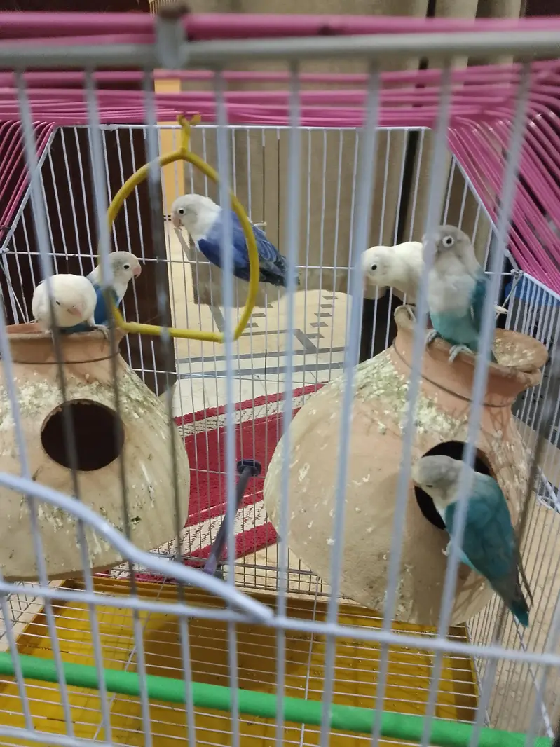 birds for sale — photo 5