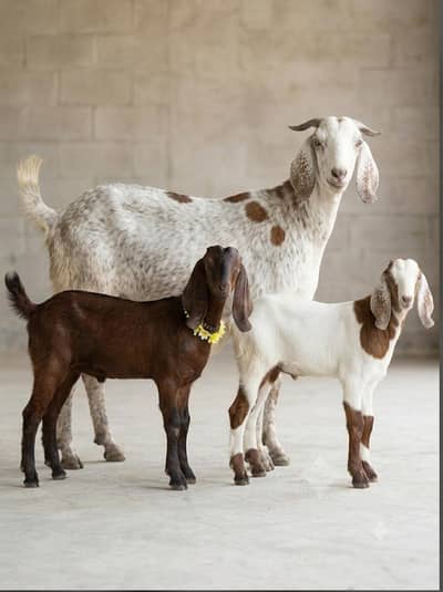 Goat with 2 Kids for Sale