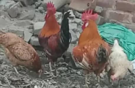 2 pairs of golden misri chicken