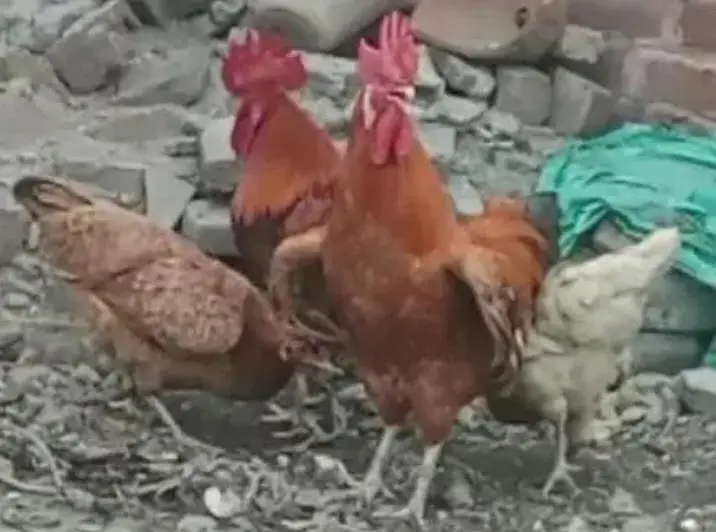 2 pairs of golden misri chicken — photo 2