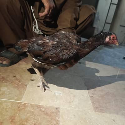 Pure Aseel Mianwali Naseel
