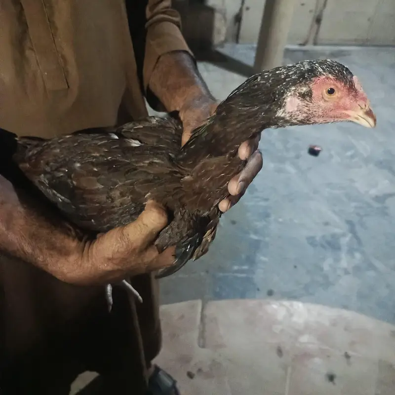 Pure Aseel Mianwali Naseel — photo 2