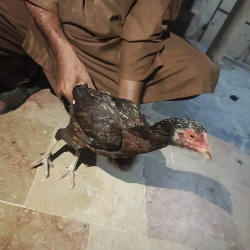 Pure Aseel Mianwali Naseel — photo 3