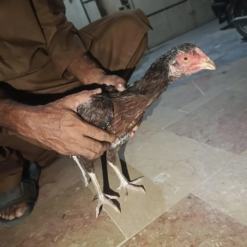 Pure Aseel Mianwali Naseel — photo 5
